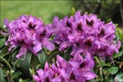 Rhododendron Bumblebee