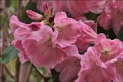 Rhododendron Herb Tasker
