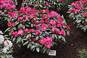 Rhododendron Polaris, une obtention de Hachmann