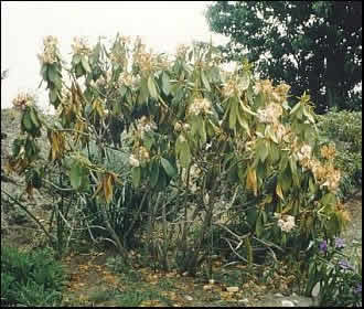 comment traiter phytophthora