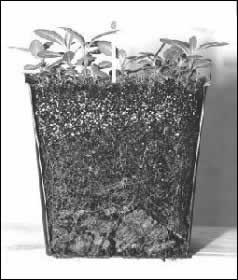 Container en coupe