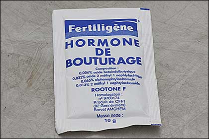 Comparatif hormones bouturage