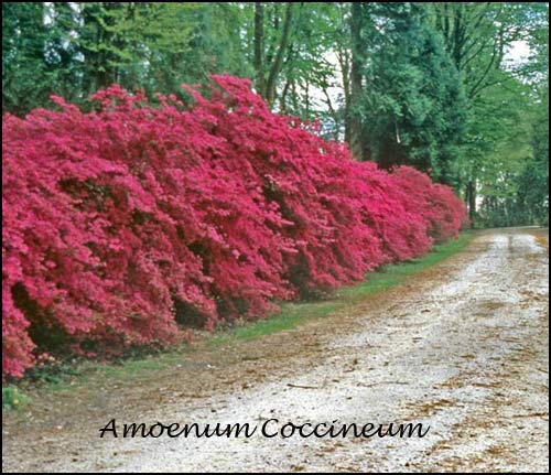 amoenum coccineum