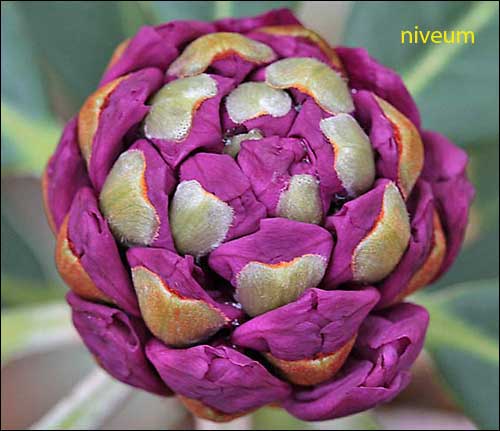 Rhododendron niveum