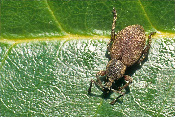 Comment tuer les otiorhynques ?