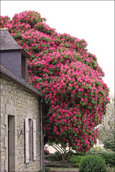 Rhododendron Broughtonii