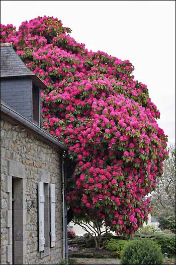 http://www.rhododendron.fr/rhododendron_broughtonii_.jpg