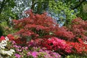  Erables rouges