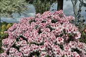 Bergensiana