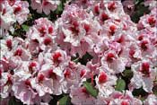Bergensiana