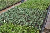 Azal�es et rhododendrons l�pidotes