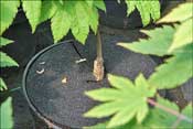Un plant plus �g�