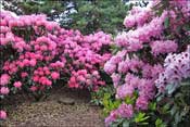 Jardin d'agr�ment