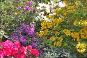 Jardin d'agr�ment