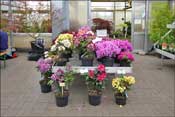 Nouveaux hybrides