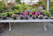 Pr�sentation de rhododendrons nains