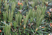 Gros plan sur le R. roxieanum var. oreonastes