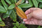 Indumentum du R. bureavioides 'Warren Berg'