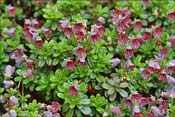 Un R. campylogynum de couleur rouge fonc�