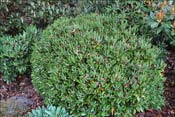 R. bathyphyllum : hybride entre R. proteoides et R. aganniphum