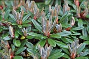 R. proteoides