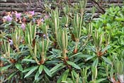 R. roxieanum � croissance tr�s lente