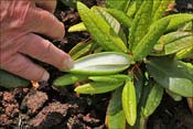 Un hybride entre R. pronum et R. campanulatum sous-esp�ce aeruginosum