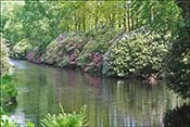 Un canal bord� de rhododendrons