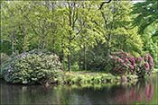 La plupart des rhododendrons sont plant�s pr�s de l'eau