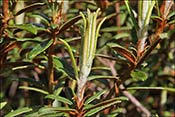 Pousse nouvelle du R. tomentosum