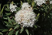 Son inflorescence caract�ristique
