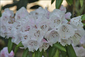 R. anwheiense