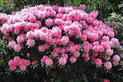 Le rhododendron Hydon Dawn => un des premiers hybrides de R. yakushimanum