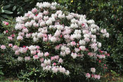 R. degronianum sous-esp�ce yakushimanum