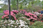 C'est l� que se trouve la plus grosse concentration de rhododendrons