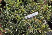 Partout des rhododendrons 'feuillage'