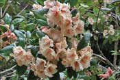 Rhododendron Viscy