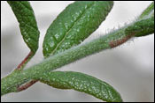 Rhododendron spinuliferum
