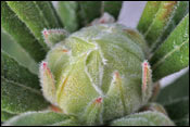 Rhododendron spinuliferum