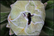 Rhododendron spinuliferum