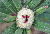 Rhododendron spinuliferum