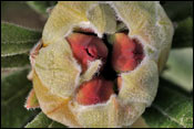 Rhododendron spinuliferum