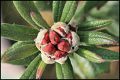 Rhododendron spinuliferum