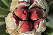 Rhododendron spinuliferum