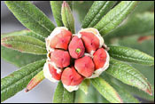 Rhododendron spinuliferum