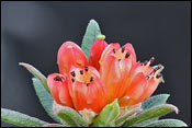Rhododendron spinuliferum