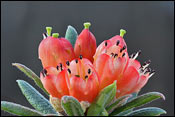 Rhododendron spinuliferum