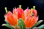 Rhododendron spinuliferum