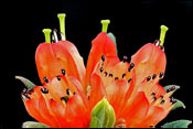 Rhododendron spinuliferum