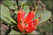 Rhododendron spinuliferum